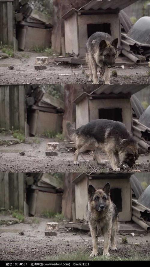 狼狗最新爆料视频大全